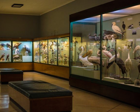 Natural History Museum - Explore Malta